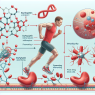 The role of erythropoietin in sports competitions